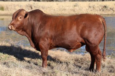 Lot 29
