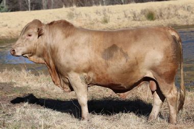 Lot 30