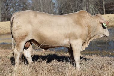 Lot 44