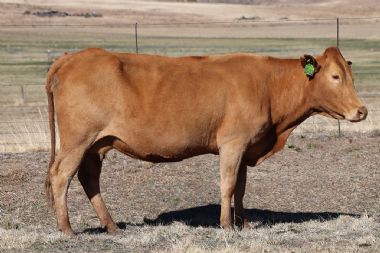 Lot 47