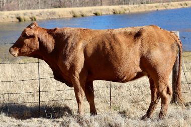 Lot 51