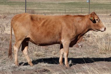 Lot 53