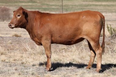 Lot 56