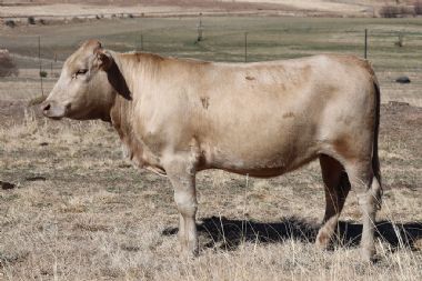 Lot 61