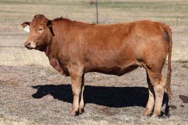 Lot 63
