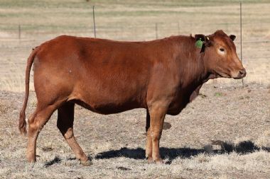 Lot 64